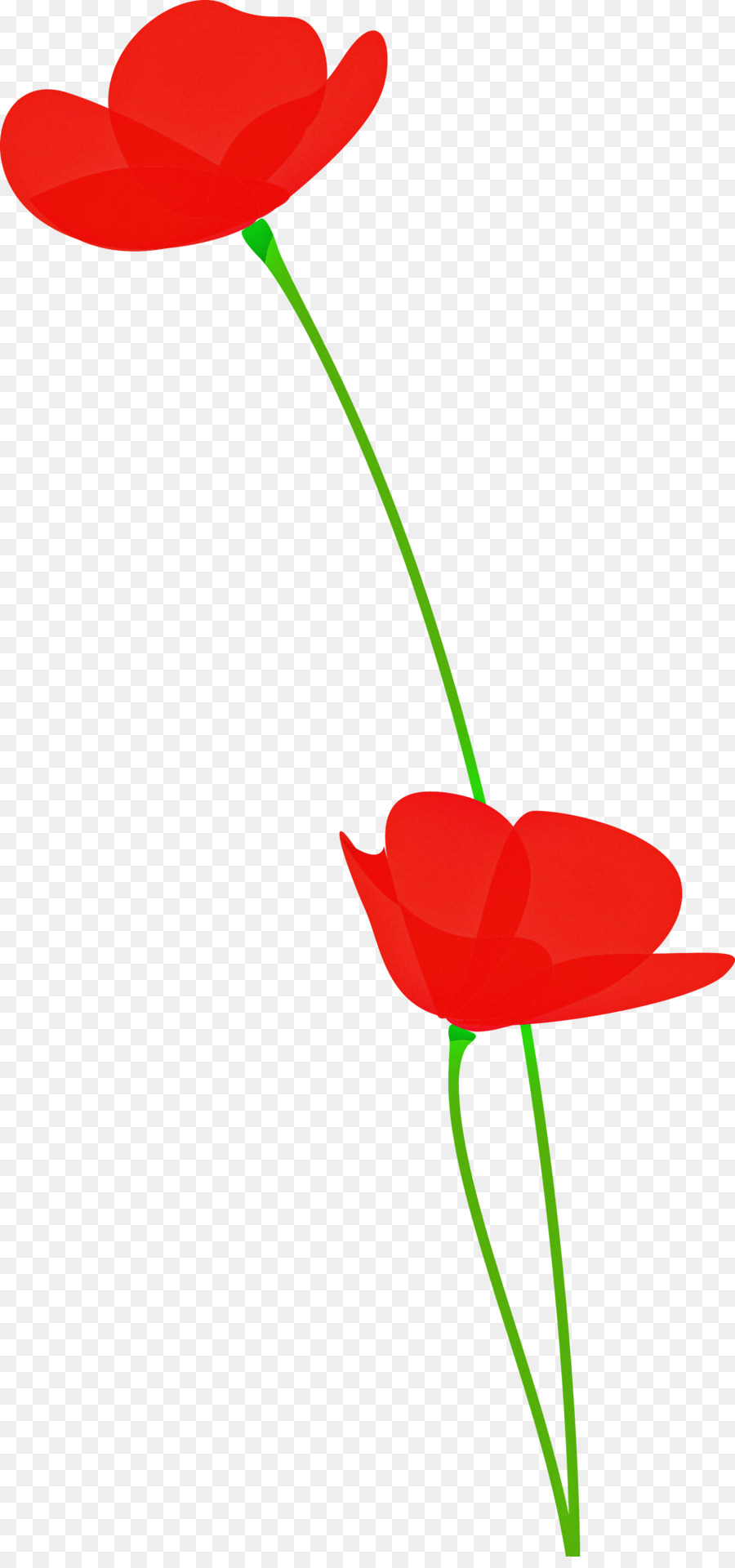 Flor，Rojo PNG