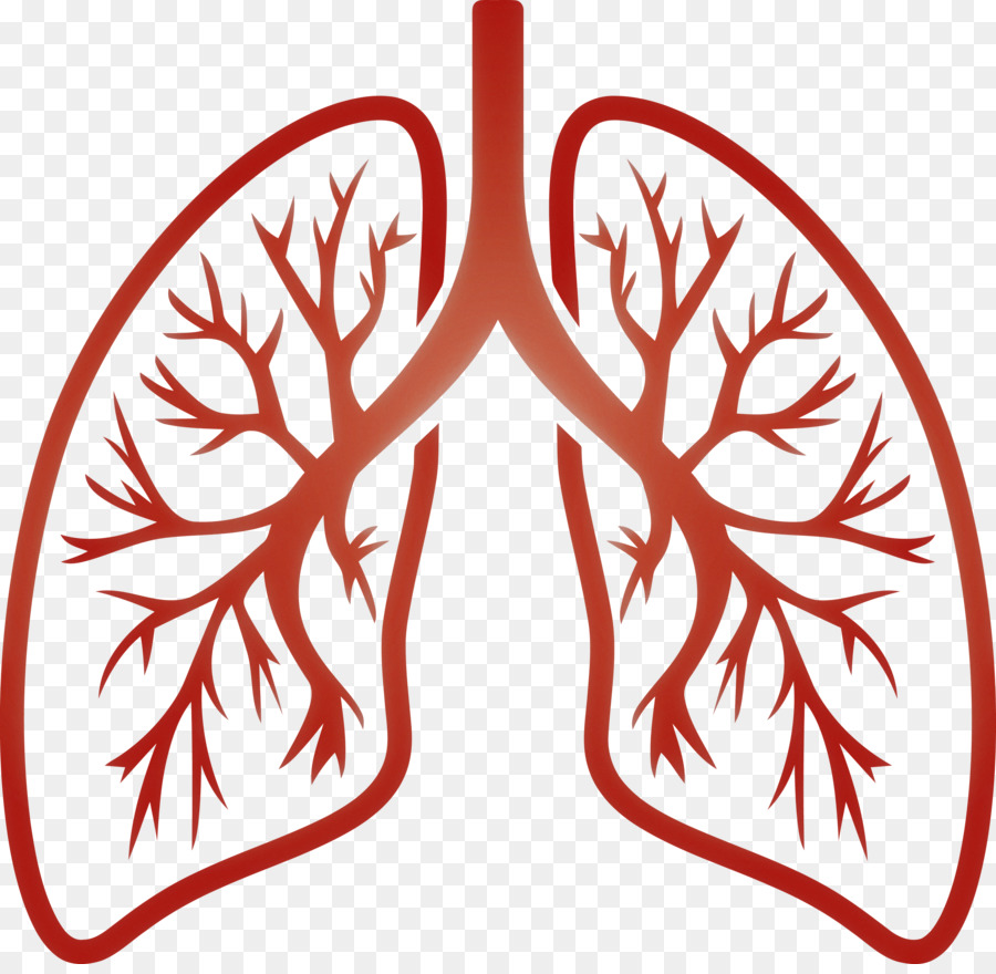 Pulmones，Respiratorio PNG