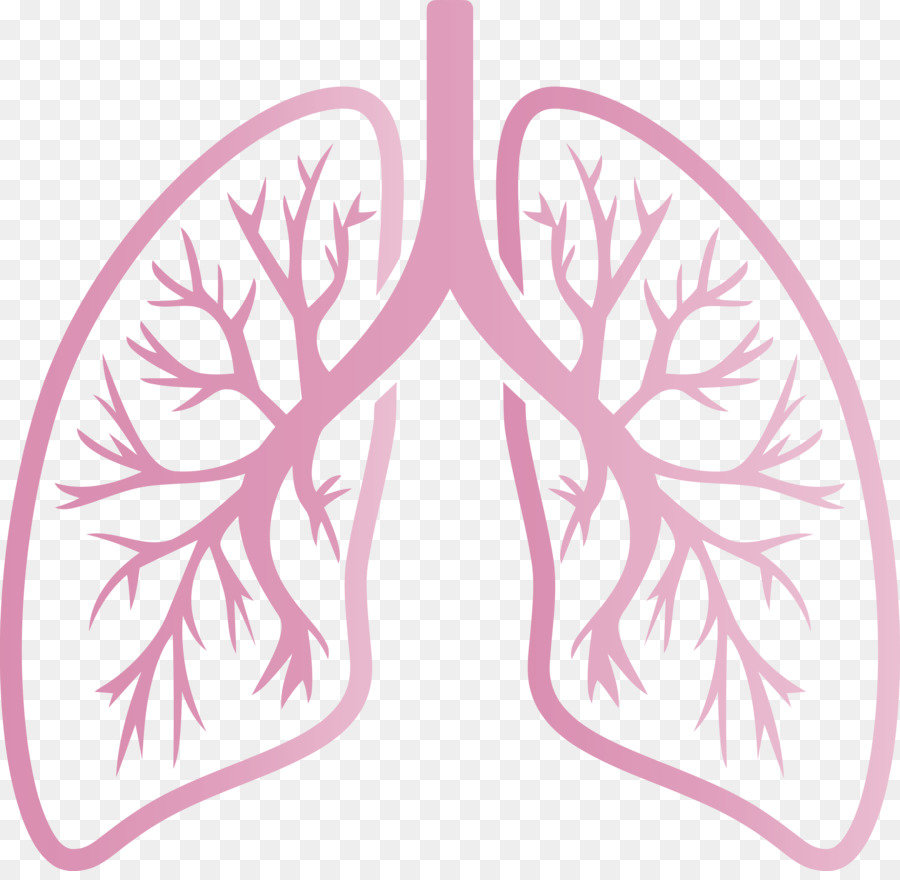 Pulmones，Respiratorio PNG