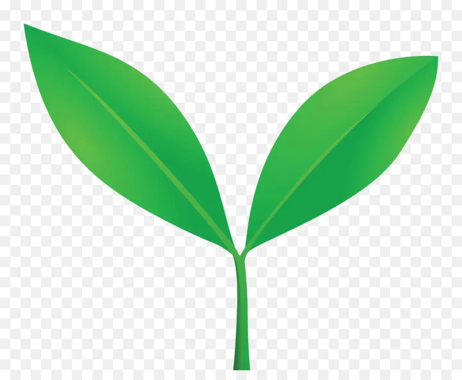 Hojas Verdes，Planta PNG