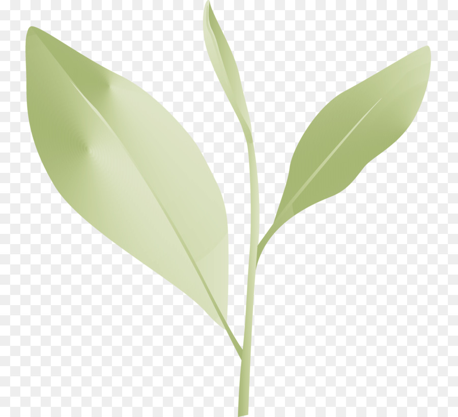 Hoja，Flor PNG