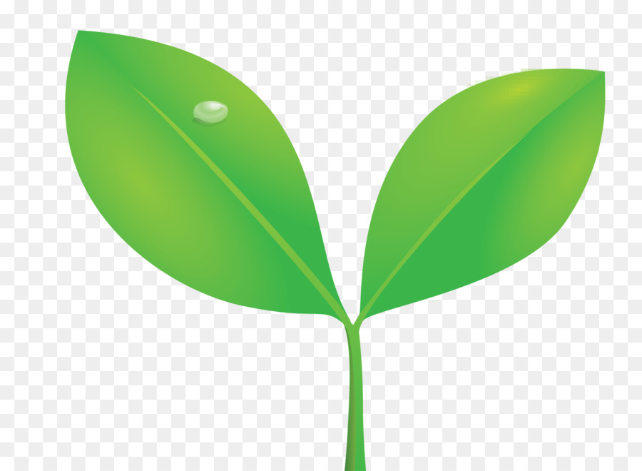 Hojas Verdes，Planta PNG