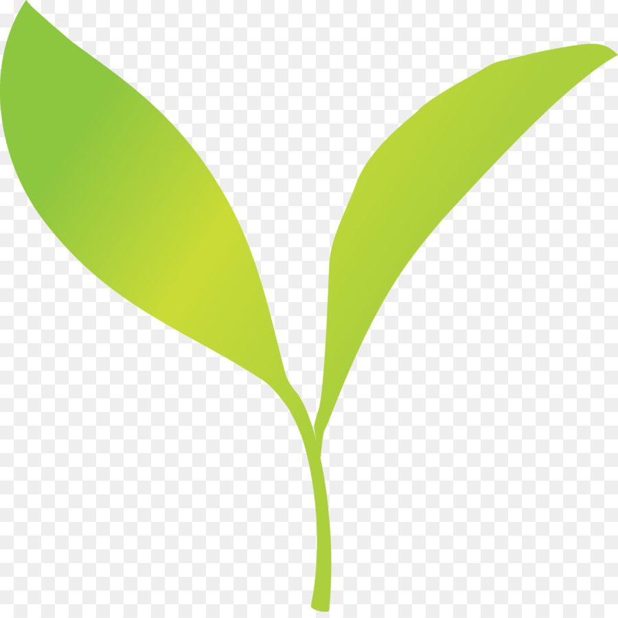 Hojas Verdes，Planta PNG