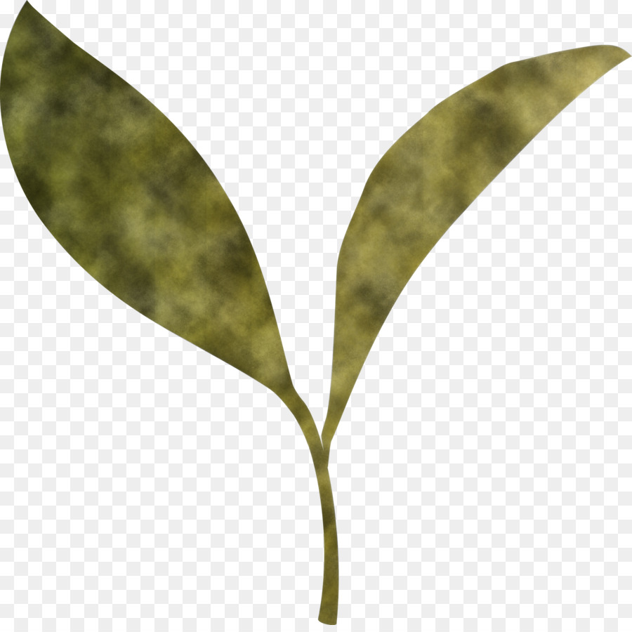 Hoja，Planta PNG