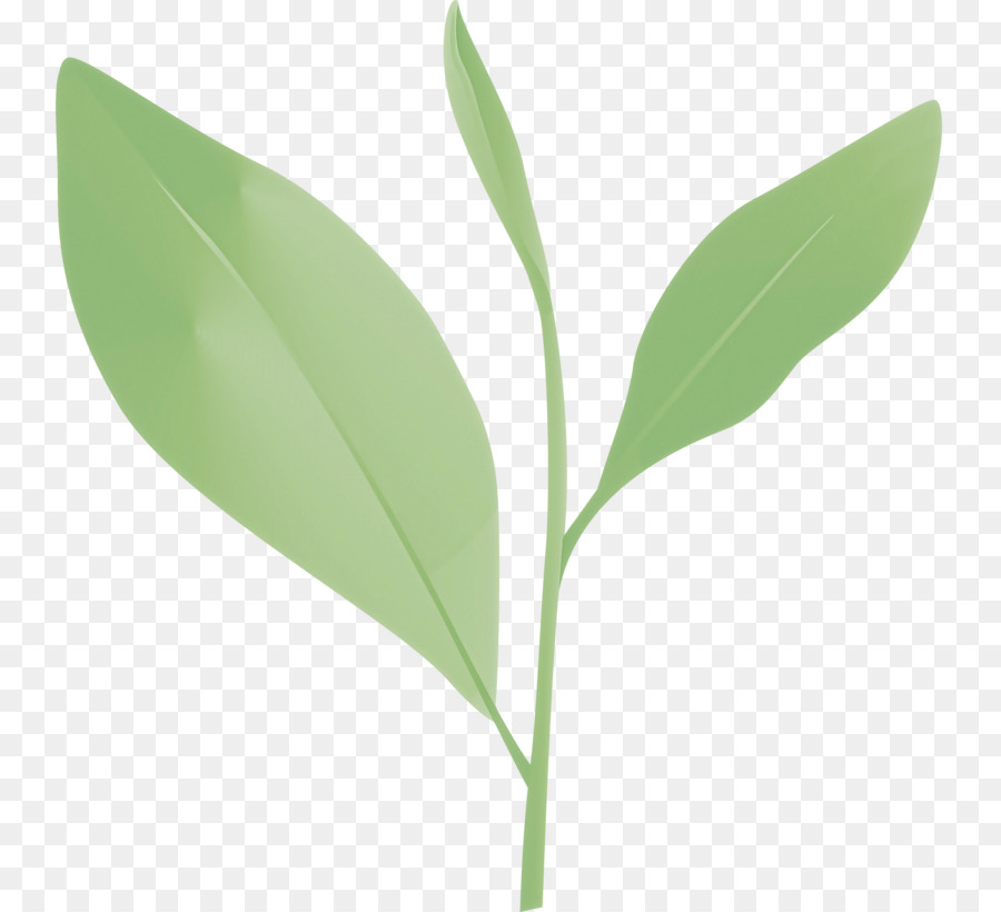 Hoja，Planta PNG