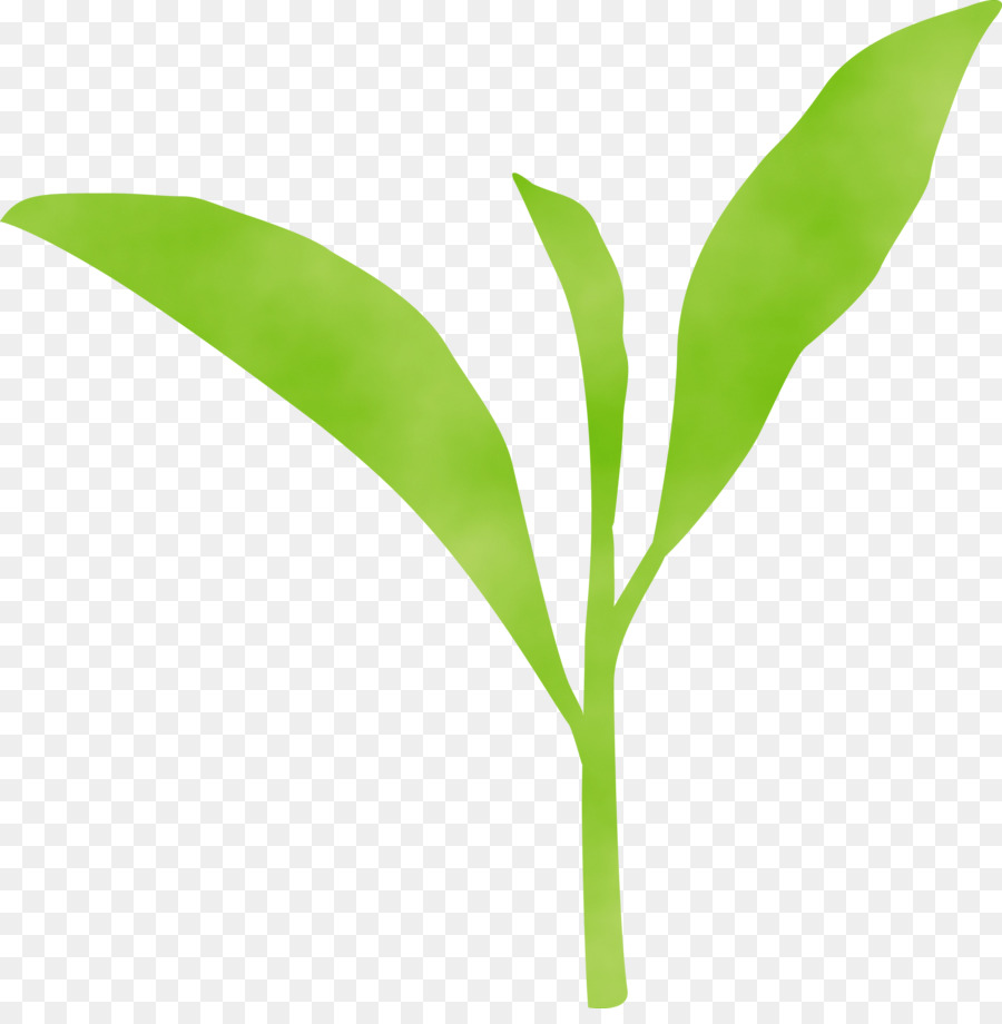 Hojas Verdes，Planta PNG