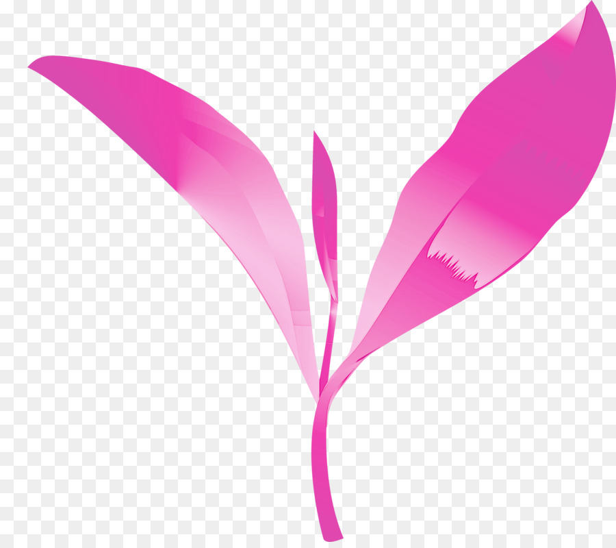 Pluma Rosa，Pluma PNG