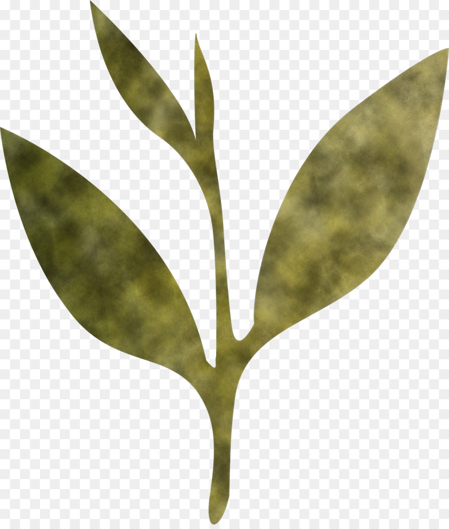 Hoja，Planta PNG