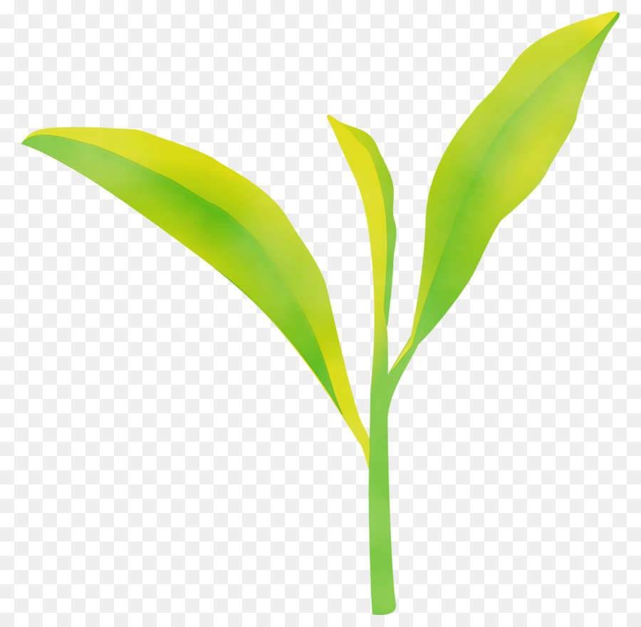 Hojas，Plantas PNG