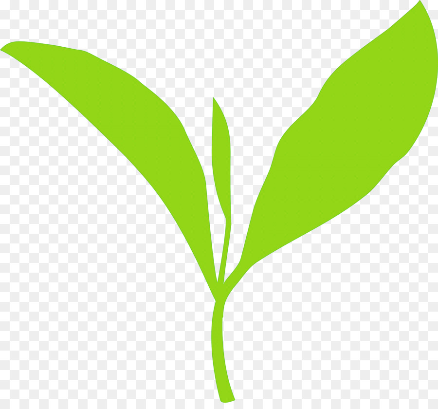 Hojas Verdes，Planta PNG