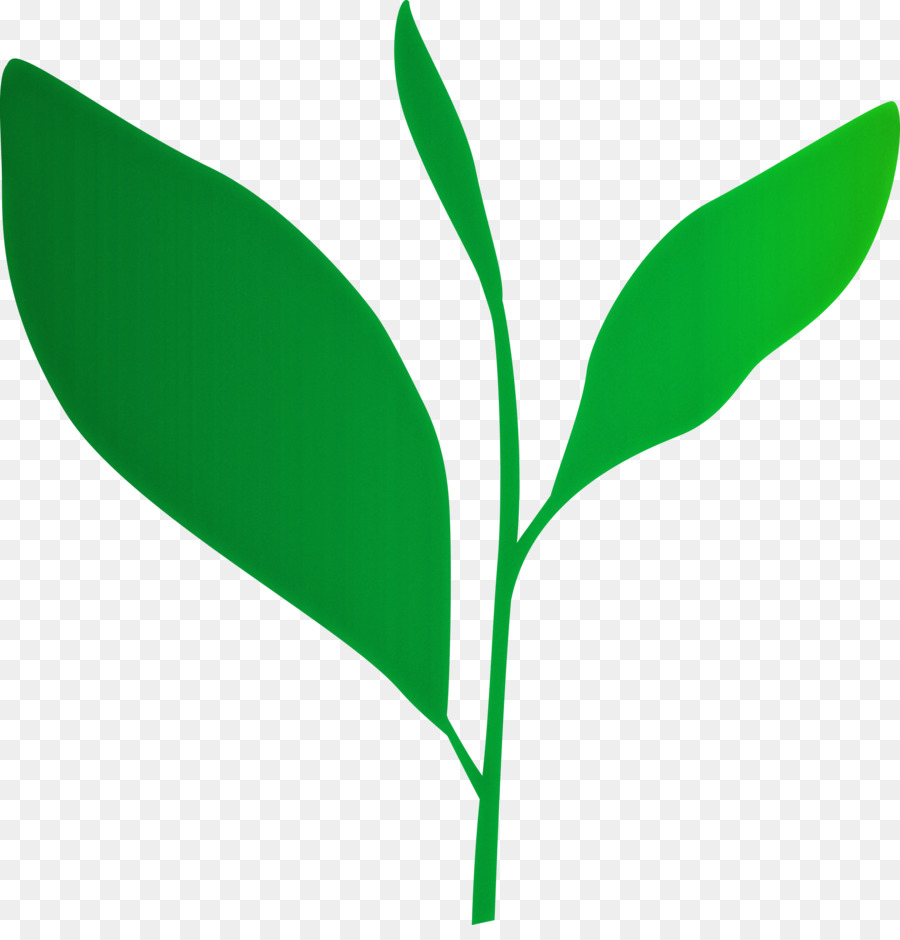 Hojas Verdes，Planta PNG