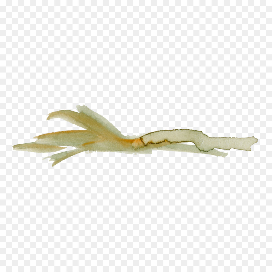 Amarillo，Beige PNG