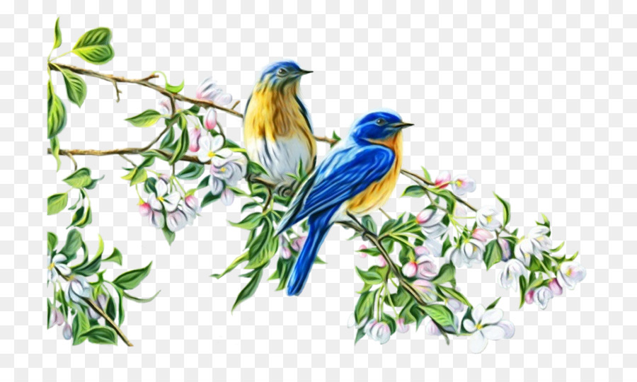 Aves，Bluebird PNG