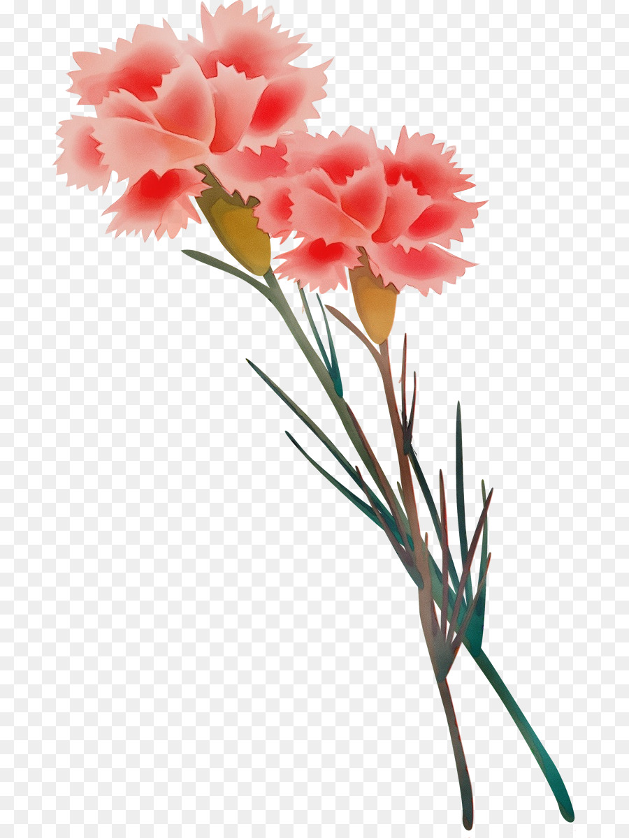 Flor，Planta PNG