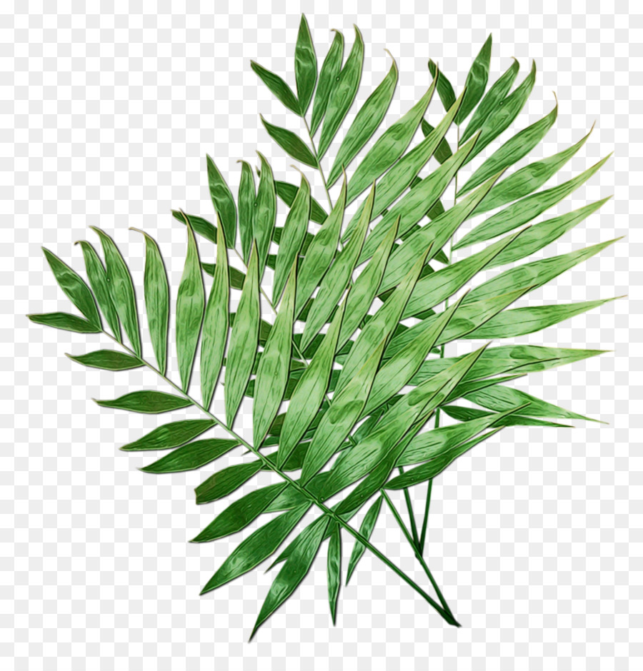 Planta，Hoja PNG