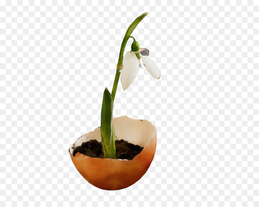 Flor，Galanthus PNG