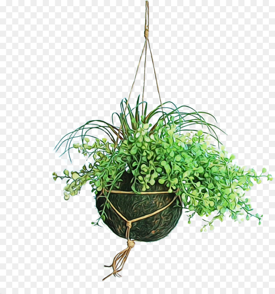 Planta Colgante，Verdor PNG