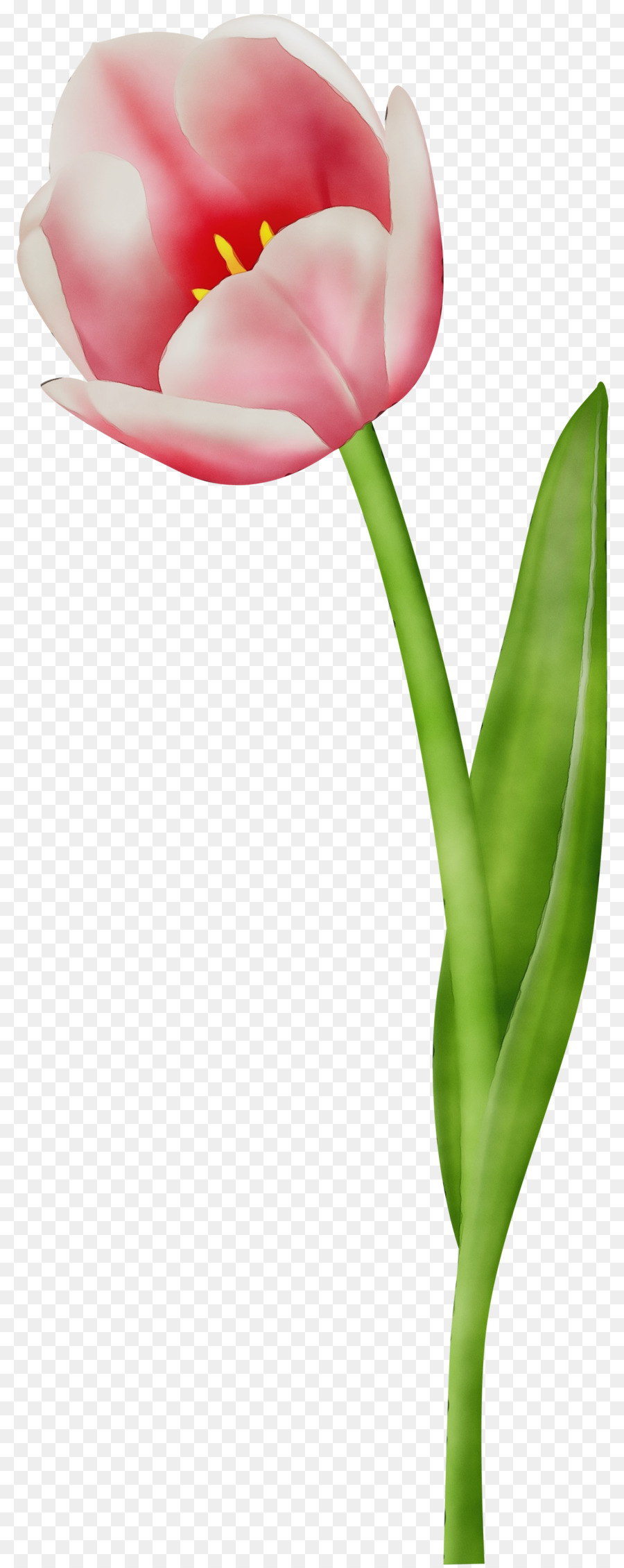 Flor，Rojo PNG