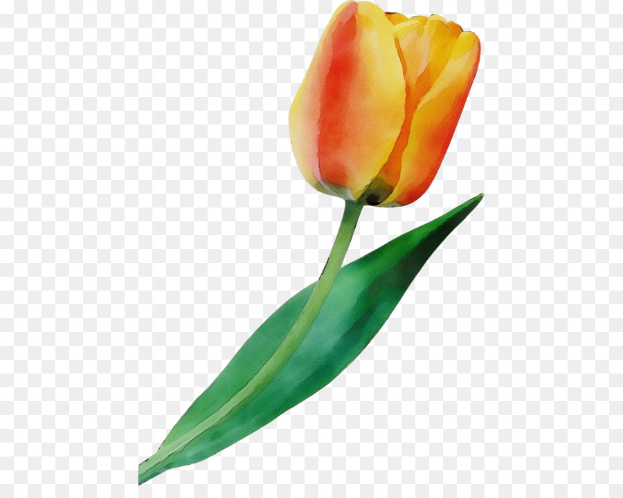 Tulipán，Planta PNG