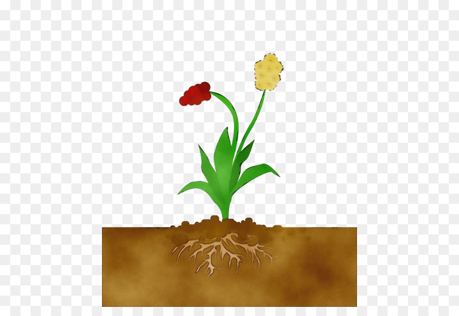 Flor，Planta PNG