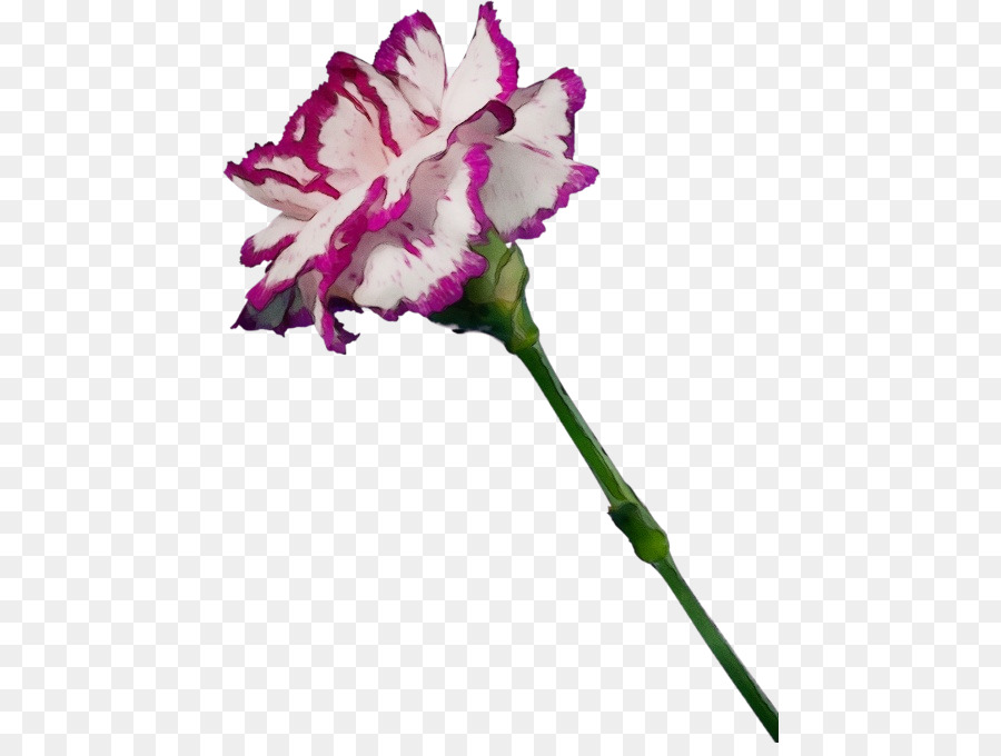 Flores Rosadas，Provenir PNG