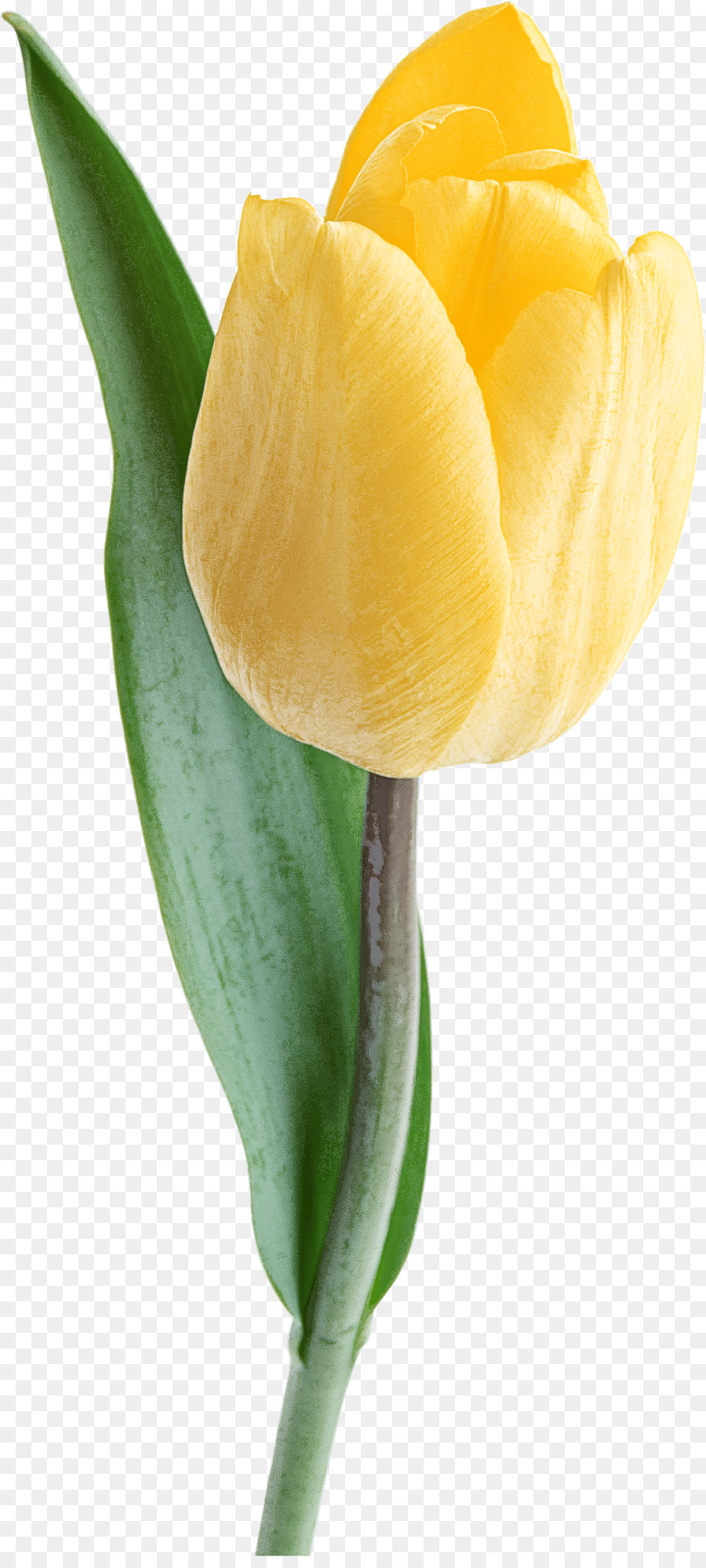 Tulip，Blanco PNG