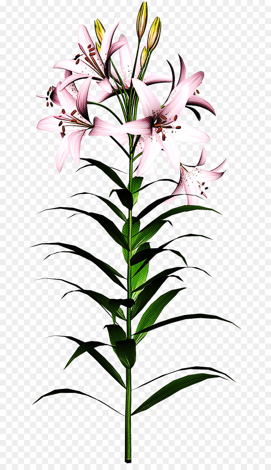 Flor，Planta PNG