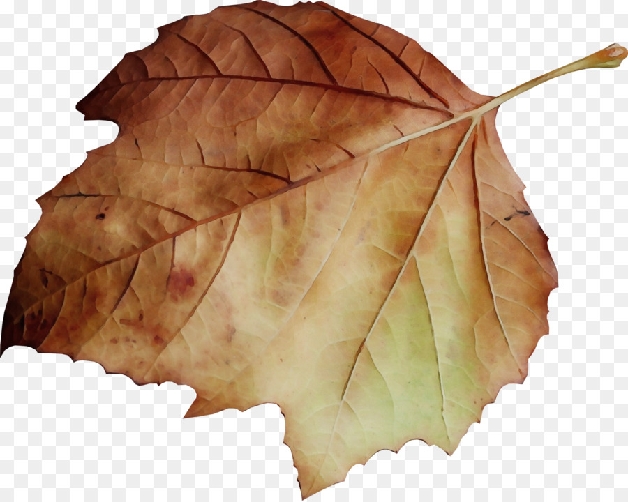 Hoja，Árbol PNG