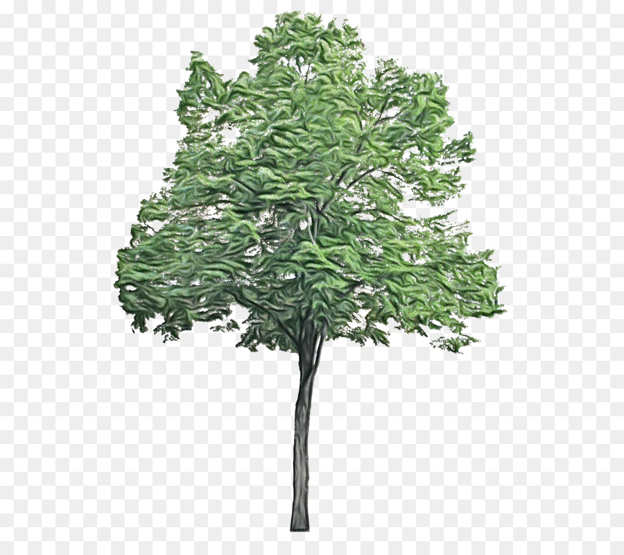 Árbol，Planta PNG