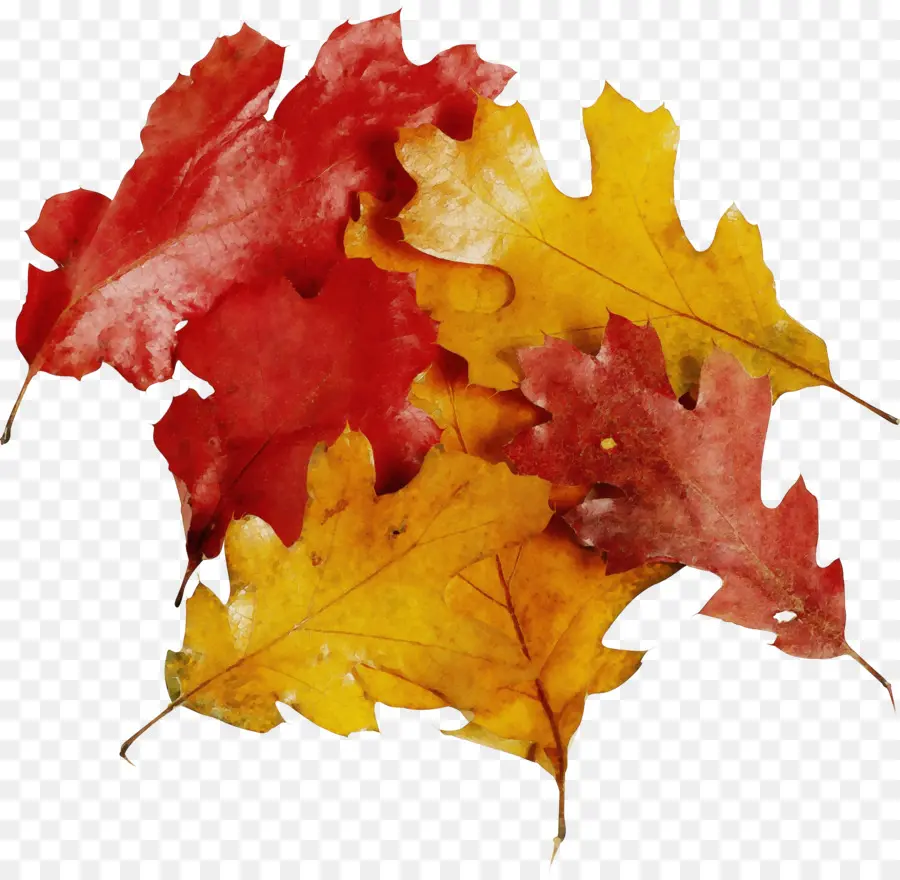 Hojas De Otoño，Caer PNG