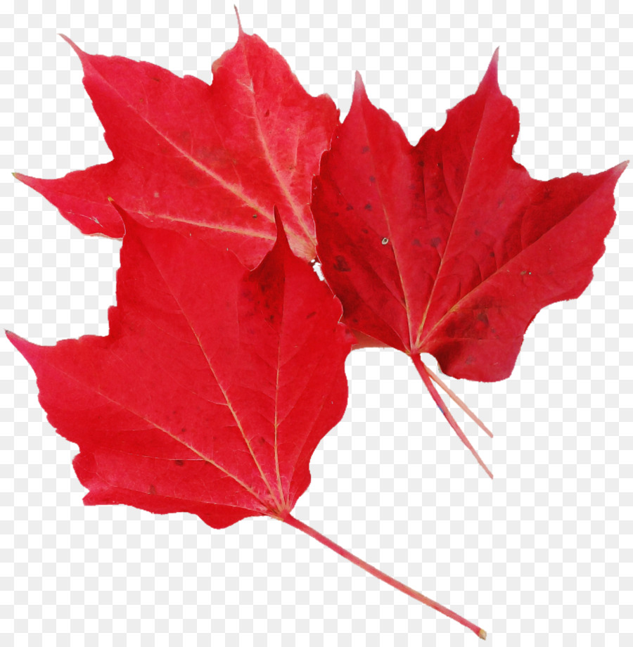 Hoja，Rojo PNG