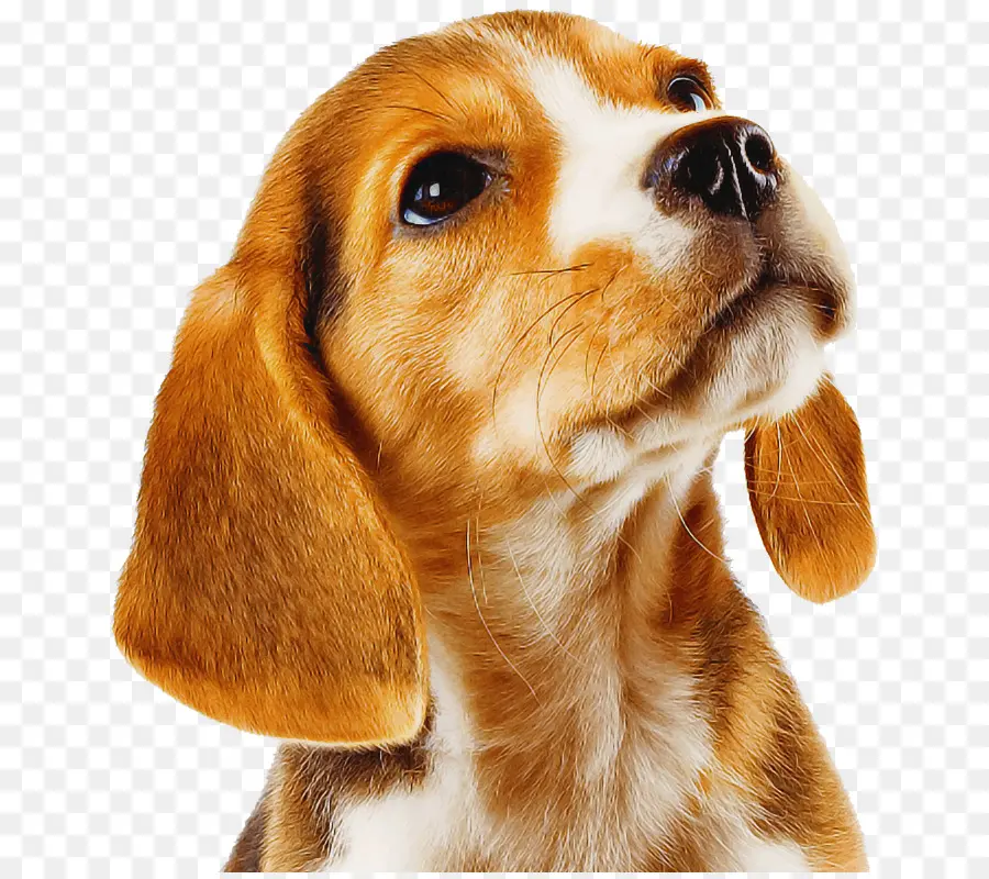 Perro，Beagle PNG