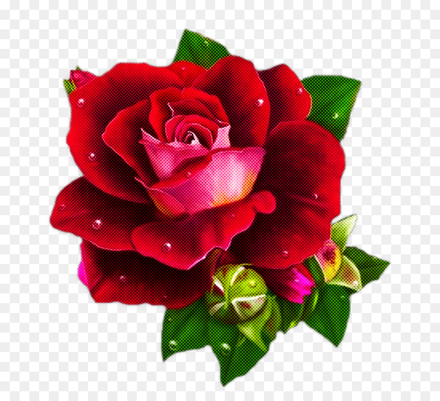 Rosa Roja，Floración PNG