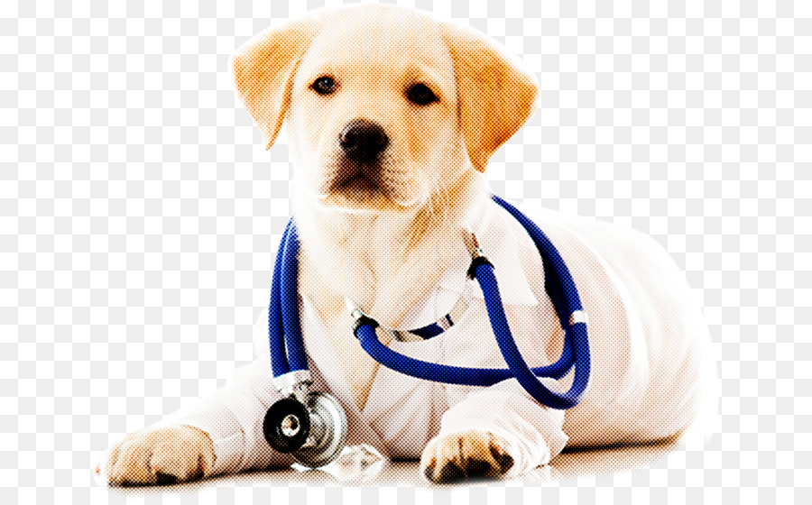 Médico Cachorro，Estetoscopio PNG