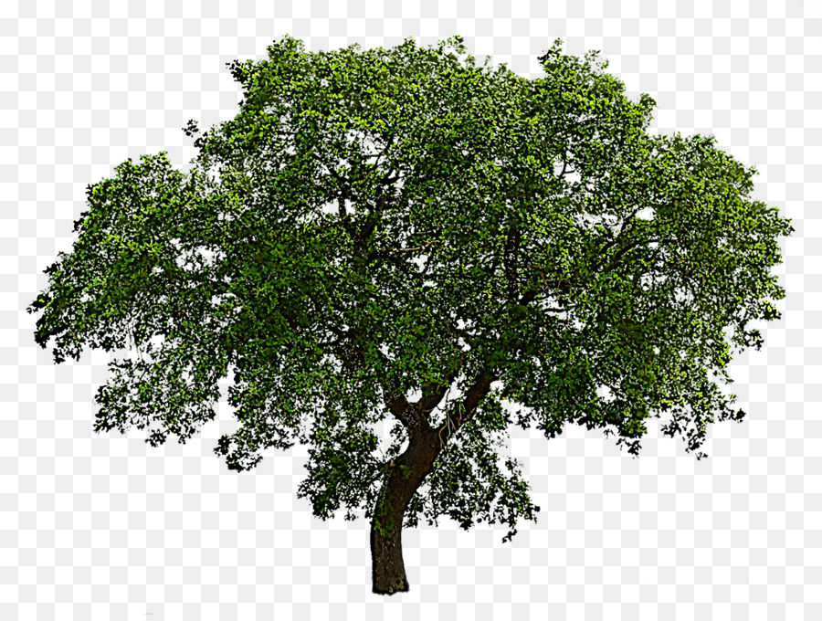 Árbol，Planta PNG