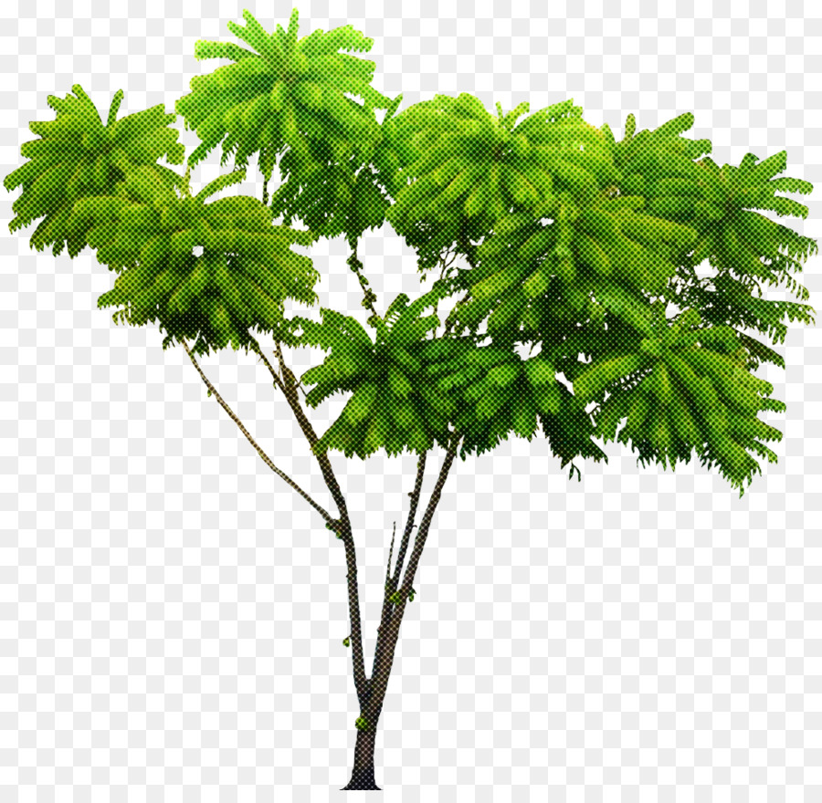 Planta，Hoja PNG