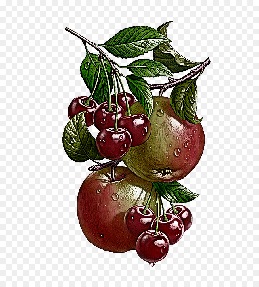 La Fruta，Planta PNG