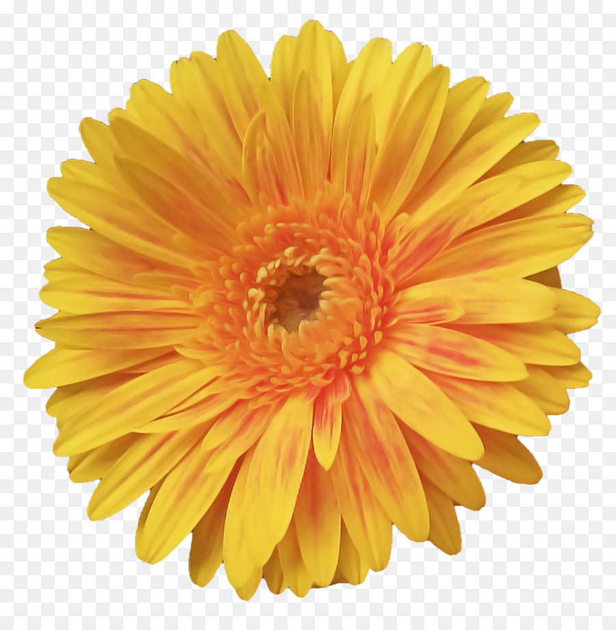 Barberton Daisy，Flor PNG