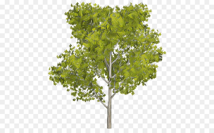 Árbol，Planta PNG