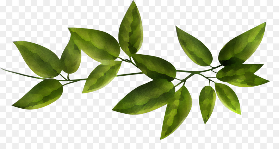 Planta，Hoja PNG