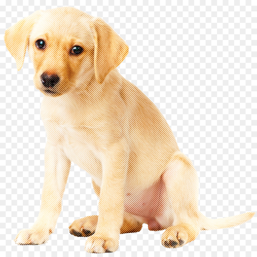 Perro，Cachorro PNG