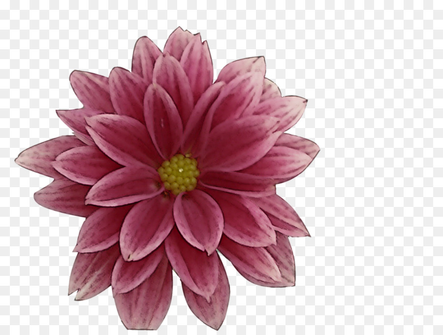 Flor，Pétalo PNG