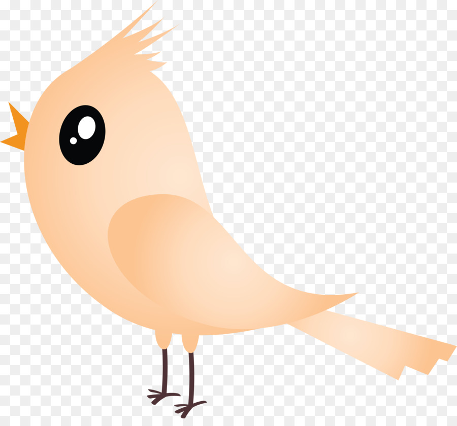 Pájaro，Pluma PNG