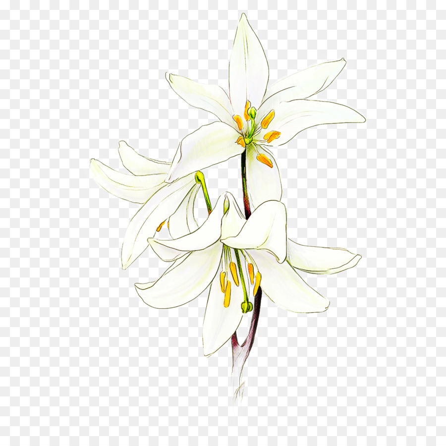 Flor，Blanco PNG