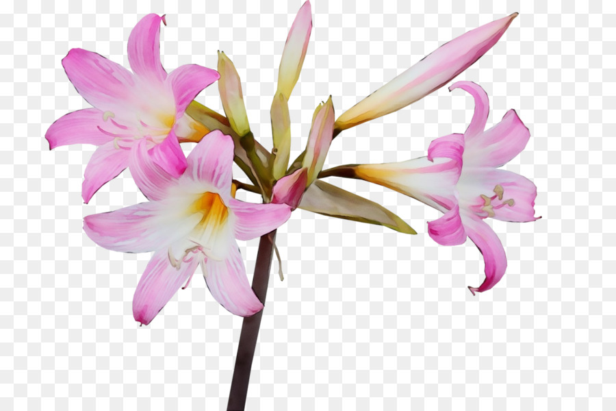 Flor，Planta PNG