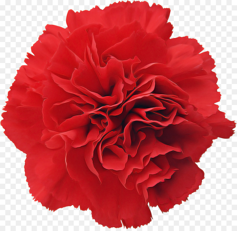 Rojo，Flor PNG