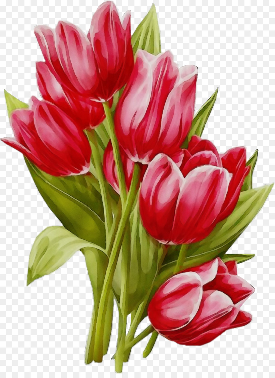 Flor，Tulip PNG