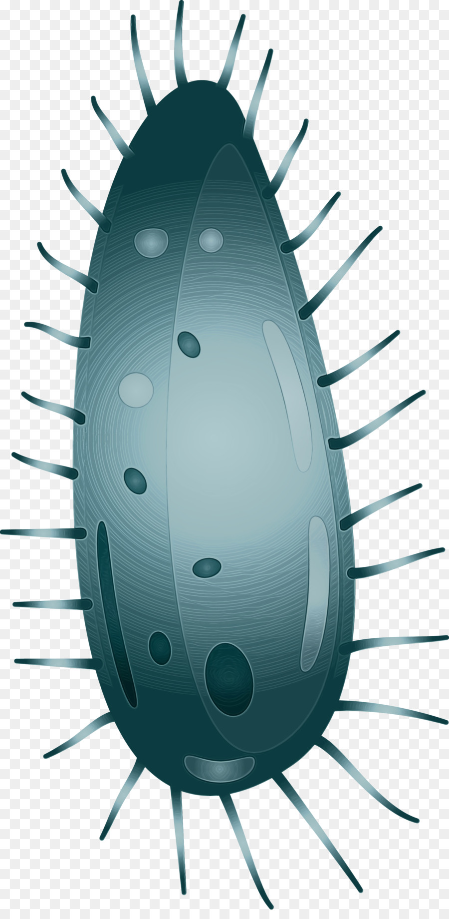 Los Insectos，Cucaracha PNG