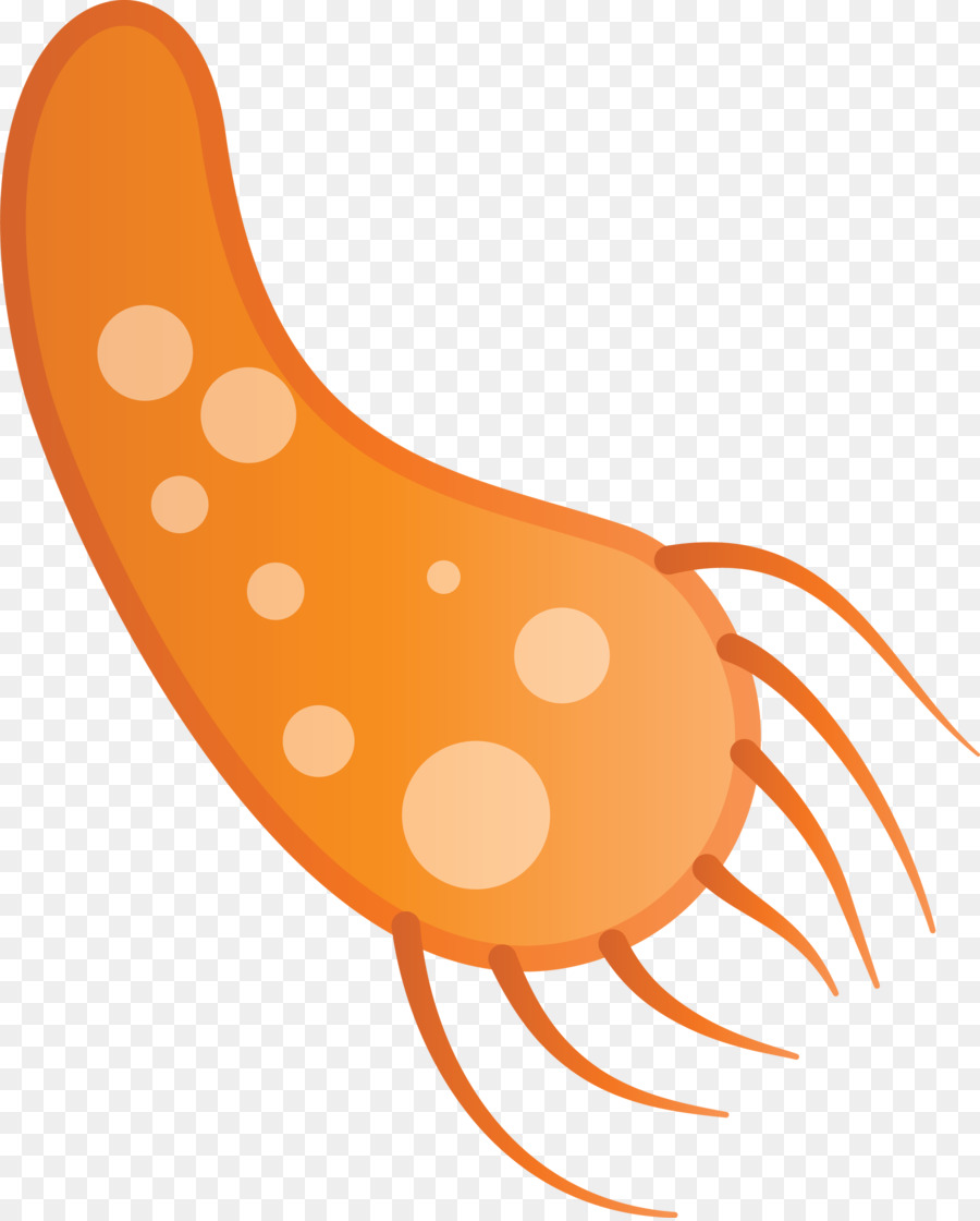 Naranja，Salchicha PNG