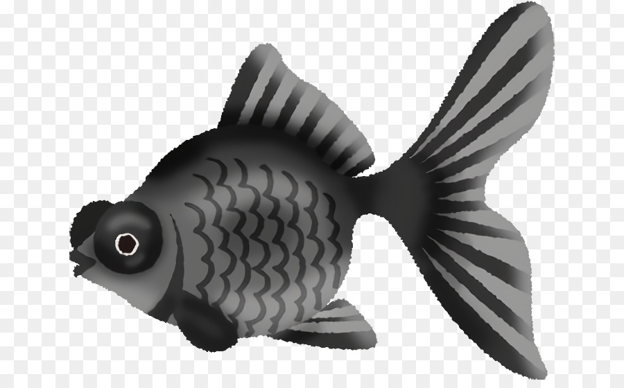 Los Peces，Pomacentridae PNG